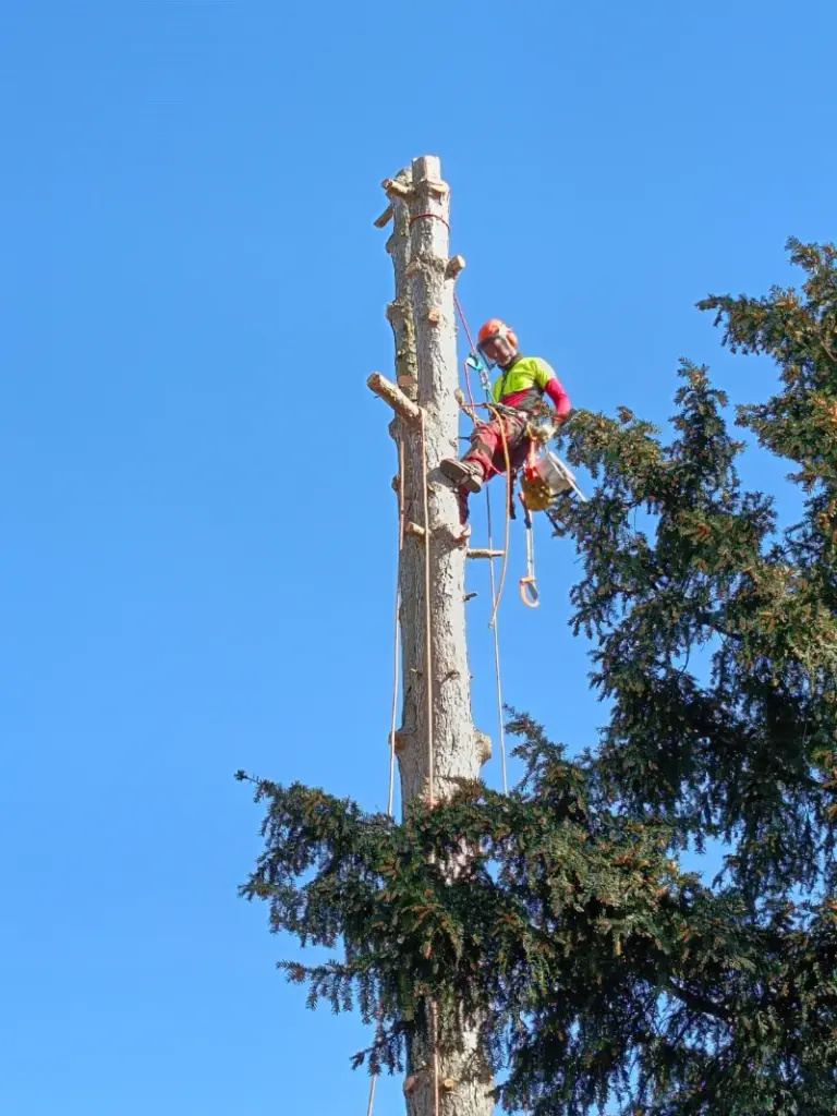 Baumschneider Radolfzell am Bodensee